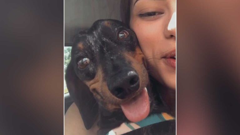 Família oferece R$500,00 de recompensa por cachorrinho desaparecido no Bairro Aeroporto, em João Pinheiro