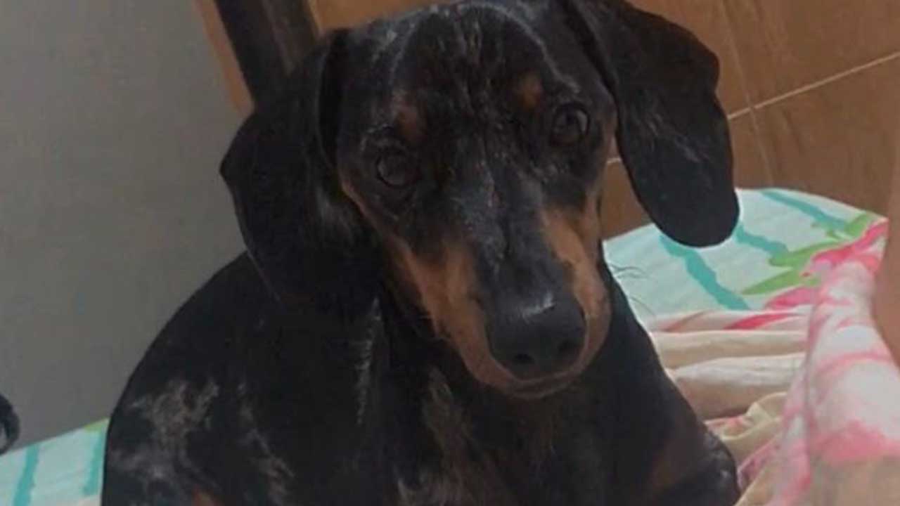 Família oferece R$500,00 de recompensa por cachorrinho desaparecido no Bairro Aeroporto, em João Pinheiro