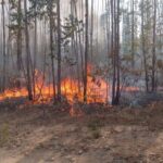 Incêndio de grandes proporções destrói 120 hectares de eucalipto e 60 de reserva ambiental em João Pinheiro