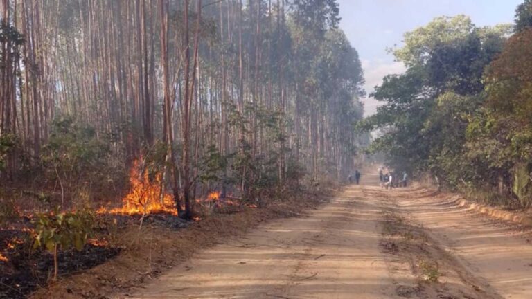 Incêndio de grandes proporções destrói 120 hectares de eucalipto e 60 de reserva ambiental em João Pinheiro