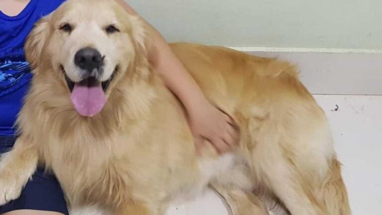 Família pede ajuda para encontrar Golden Retriever desaparecido próximo à Escola Quintino Vargas, em João Pinheiro