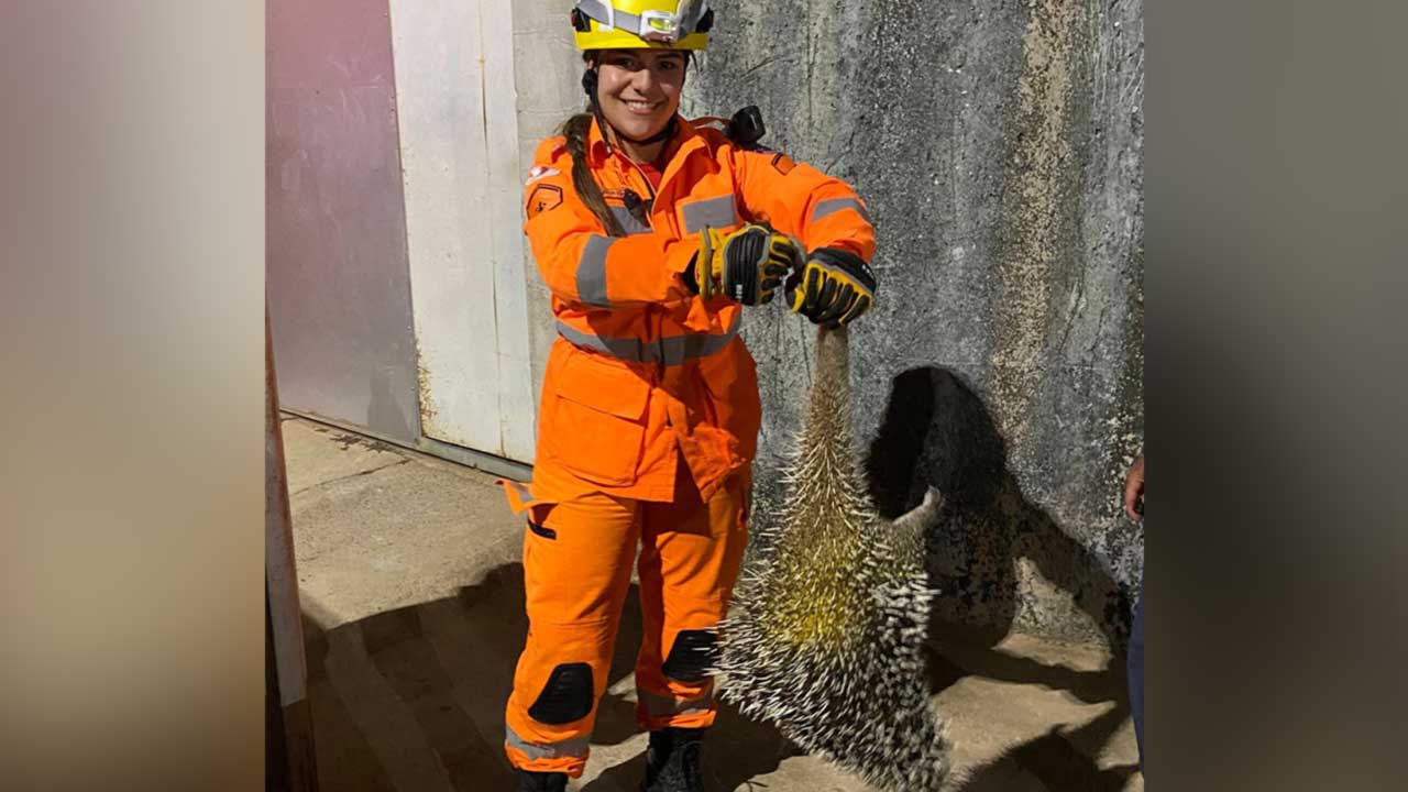 Corpo de Bombeiro resgata ouriço no Bairro Cais em João Pinheiro
