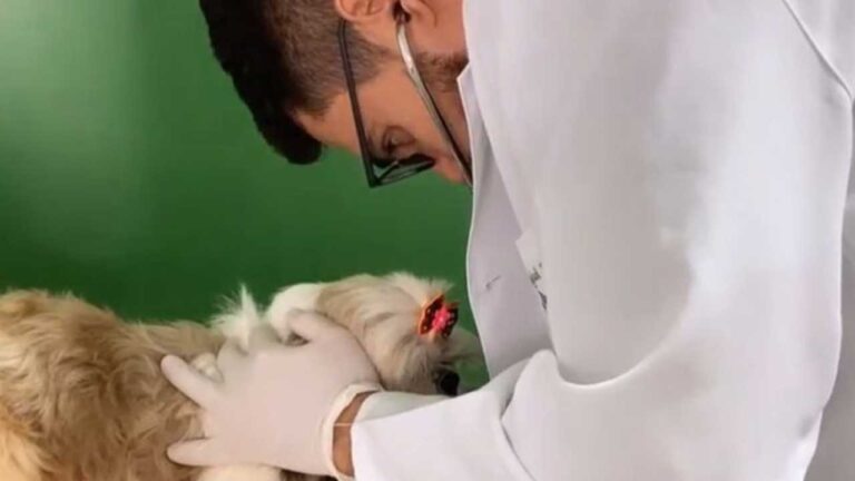 Já vacinou o seu animalzinho? Descubra a importação da imunização para cães e gato