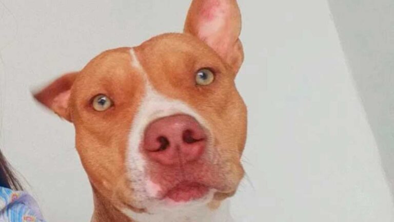 Família pede ajuda para encontrar pitbull desaparecido no Bairro Fernanda Couto, em João Pinheiro