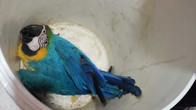 Arara Carindé invade comércio no Centro e é resgatada pelo Corpo de Bombeiros de João Pinheiro