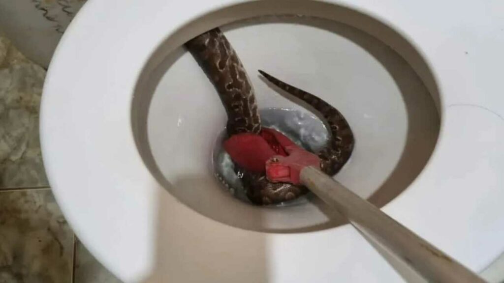 Mulher vai usar o banheiro e encontra serpente dentro do vaso sanitário em Unaí