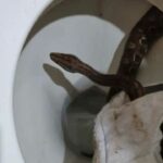 Mulher vai usar o banheiro e encontra serpente dentro do vaso sanitário em Unaí