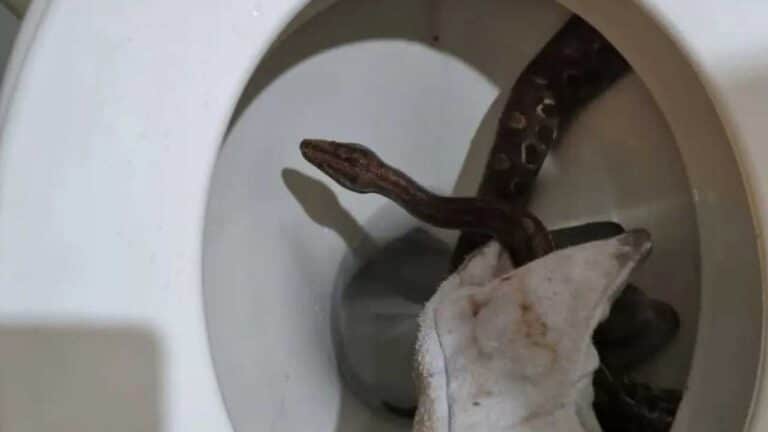 Mulher vai usar o banheiro e encontra serpente dentro do vaso sanitário em Unaí
