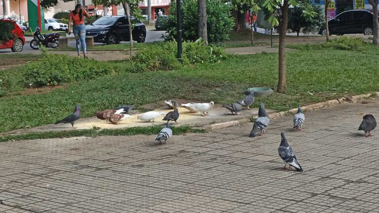 Lei que proíbe alimentação de pombos é sancionada de forma tácita após inércia do Prefeito e Presidente da Câmara