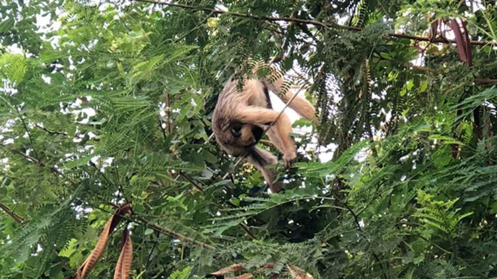Macaco morre eletrocutado no Água Limpa e moradores reclama da falta de poda das árvores em João Pinheiro