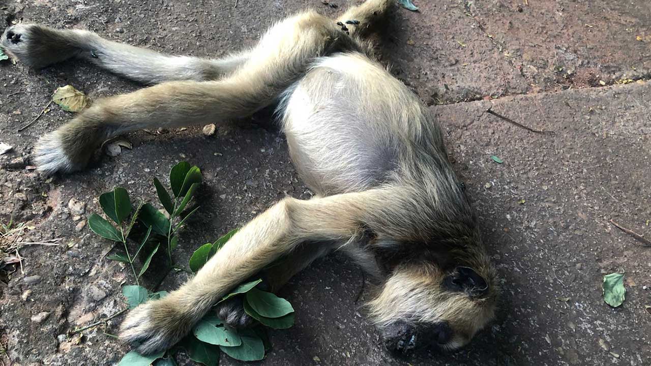 Macaco morre eletrocutado no Água Limpa e moradores reclamam da falta de poda das árvores em João Pinheiro