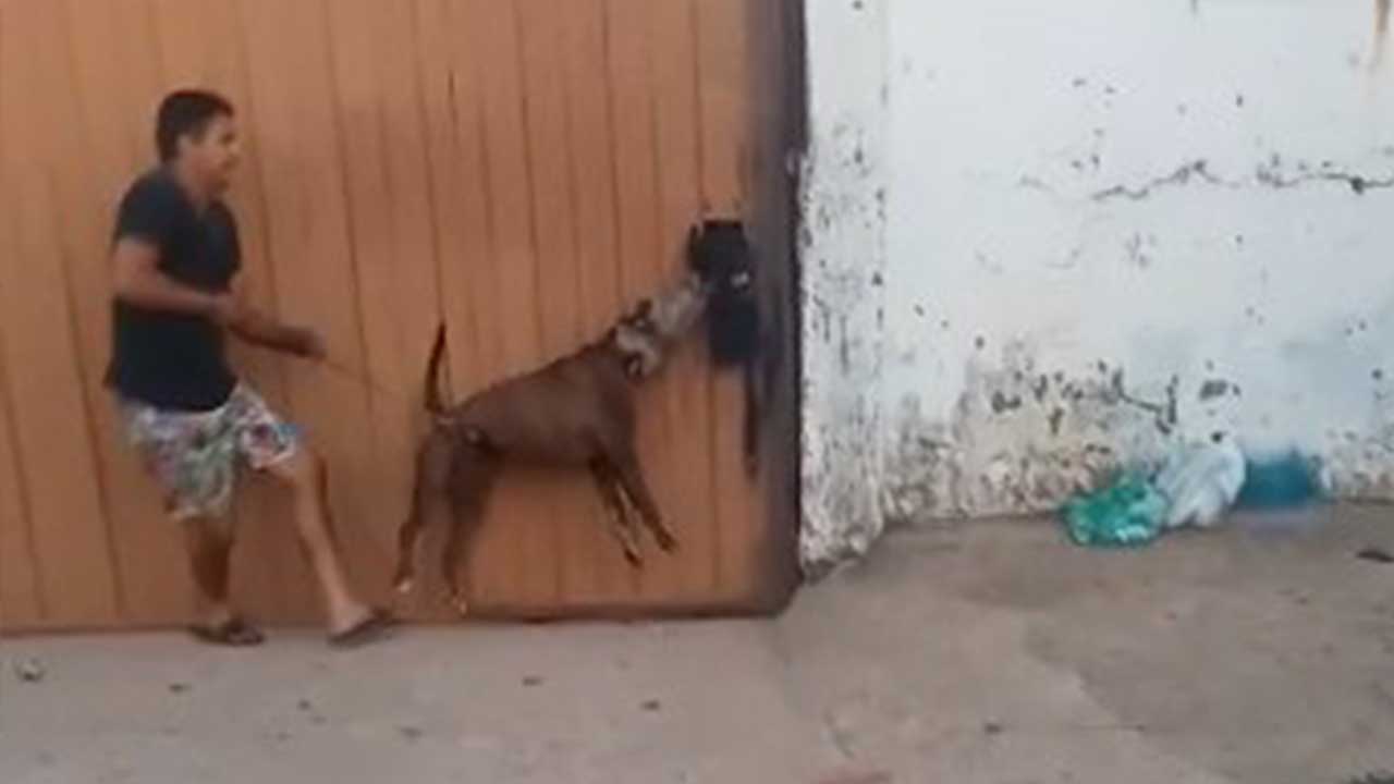 Câmara de João Pinheiro aprova lei que determina o uso de focinheira e coleira curta para cães de grande porte