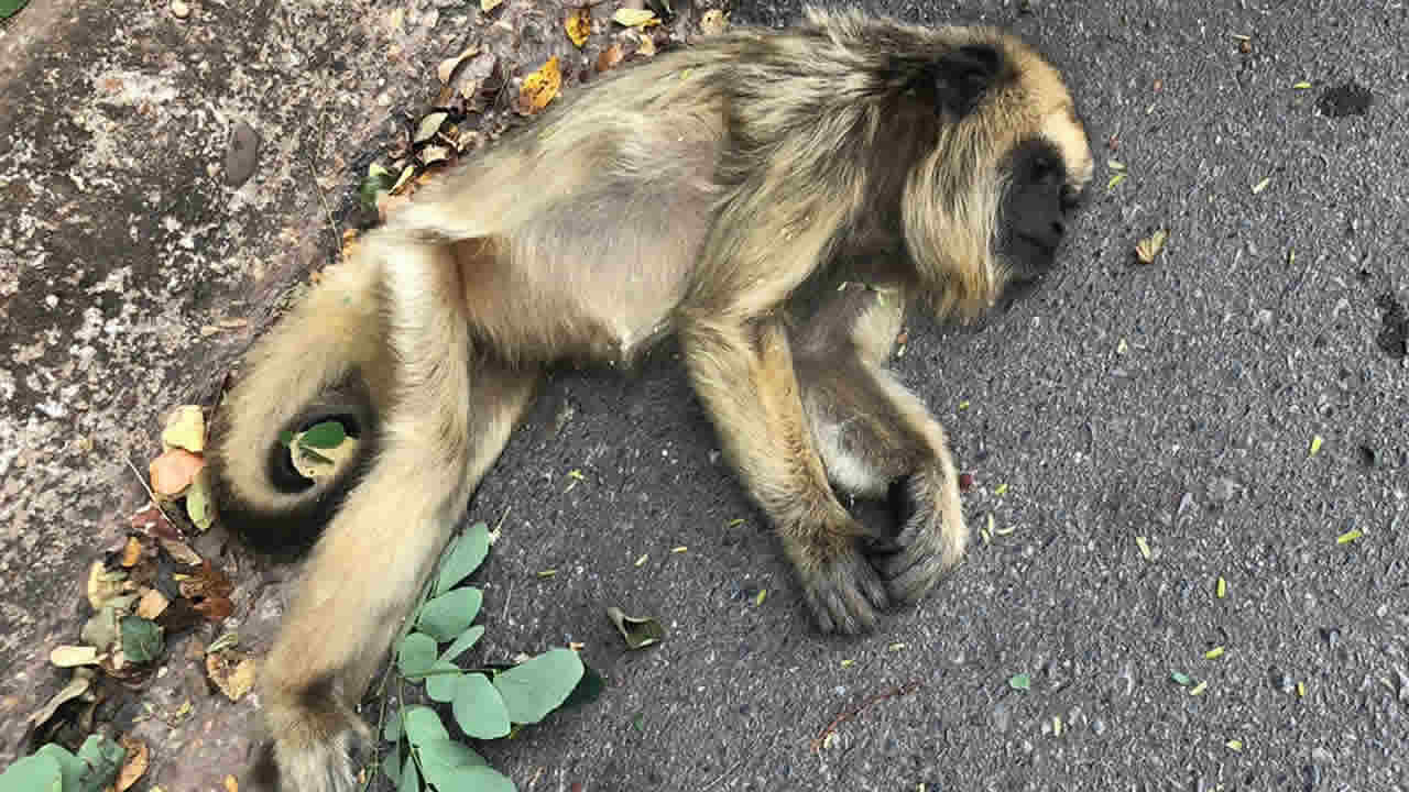 Mais um macaco morre eletrocutado na Água Limpa, em João Pinheiro