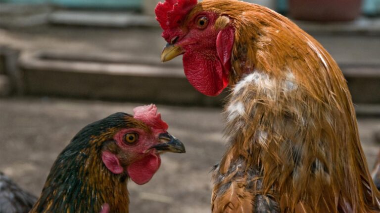 Ladrão furta galo e galinha de raça em oficina do Bairro Cais, em João Pinheiro