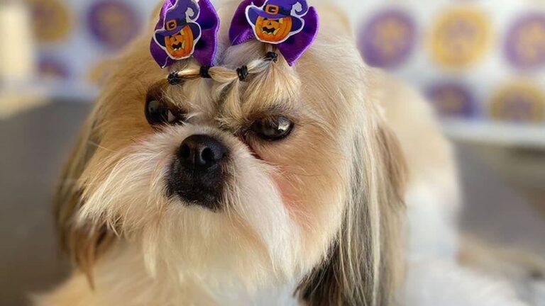 Família pede ajuda para encontrar cachorrinha Shih-tzu desaparecida há 3 dias em João Pinheiro