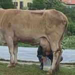 Homem é flagrado ordenhando vaca no Centro de João Pinheiro