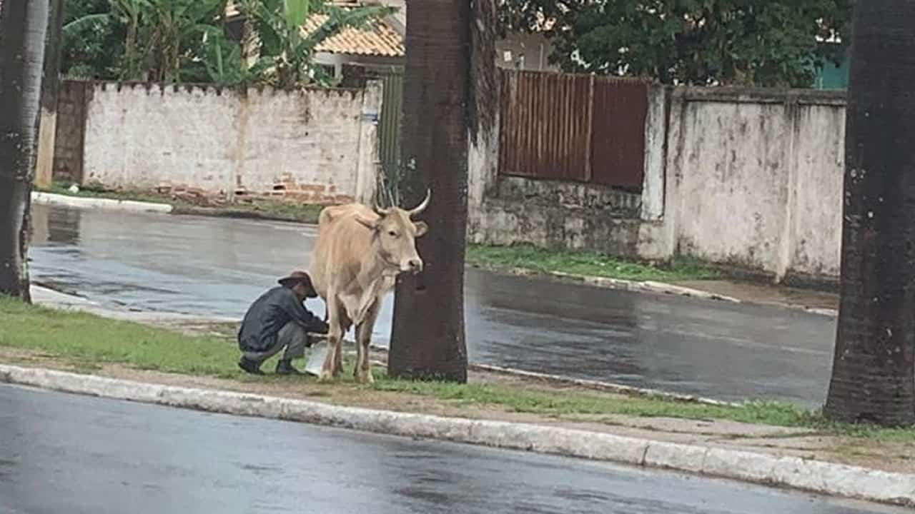 Homem é flagrado ordenhando vaca no Centro de João Pinheiro