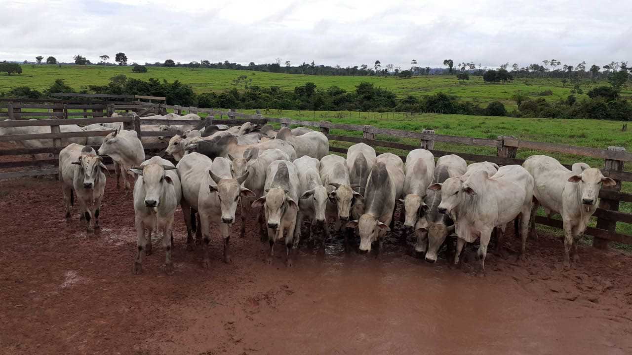 Fazendeiro pinheirense tem mais de 300 cabeças de gado furtados de duas propriedades em João Pinheiro