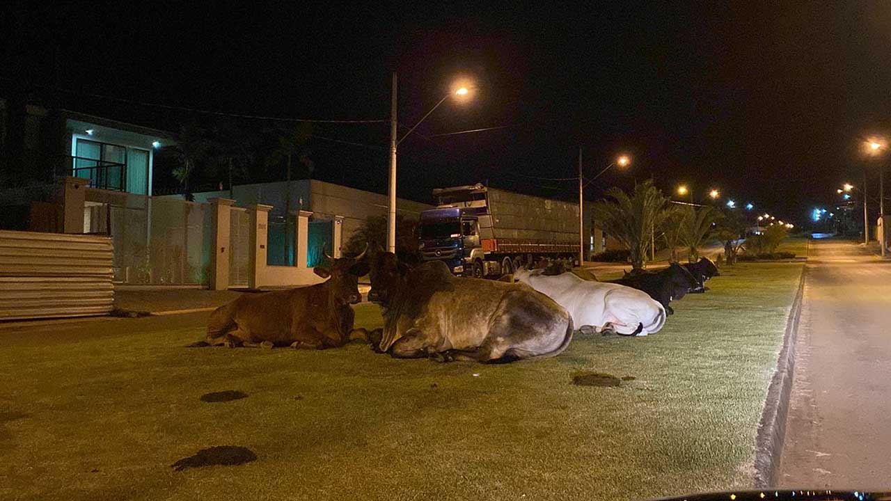 Apreensão de animais de grande porte solto nas ruas começa hoje (04), afirma prefeito de João Pinheiro
