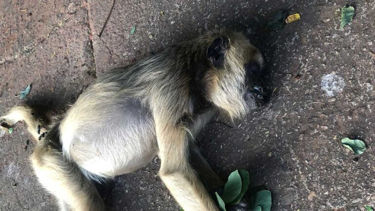 Após reportagem sobre morte de macacos por choque elétrico, Cemig diz que irá intensificar poda das árvores