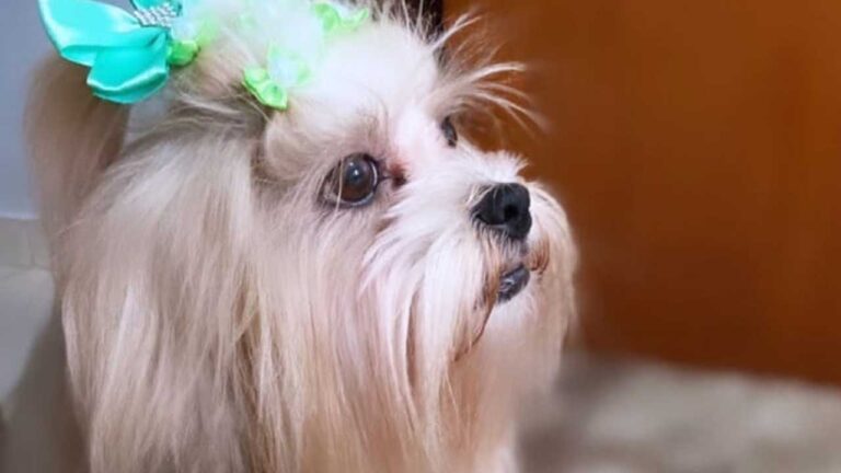 Morte de cachorrinha durante cirurgia em clínica veterinária vira briga na justiça em João Pinheiro