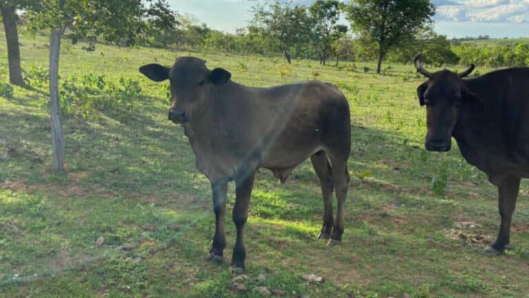 Prefeitura de João Pinheiro apreendeu 6 animais de grande porte somente no primeiro dia de fiscalização