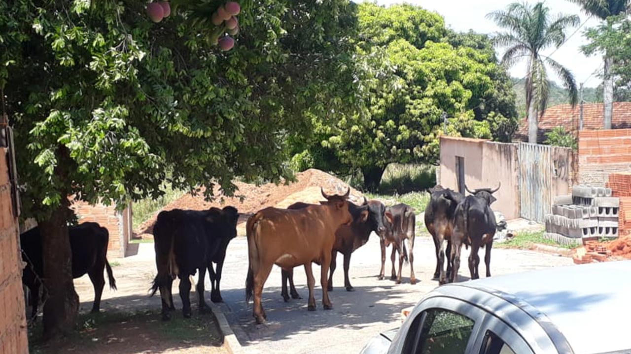 Morador do Santa Cruz 2 flagra gado solto pelas ruas do bairro; prefeitura paralisou os trabalhos de apreensão