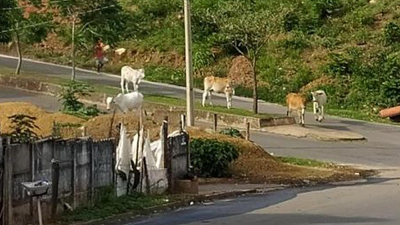 Moradores continuam flagrando gado solto nas ruas de João Pinheiro; registro ocorreu no último domingo