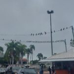 Após trabalho de manejo, pombos procuram abrigo no prédio da Caixa de João Pinheiro