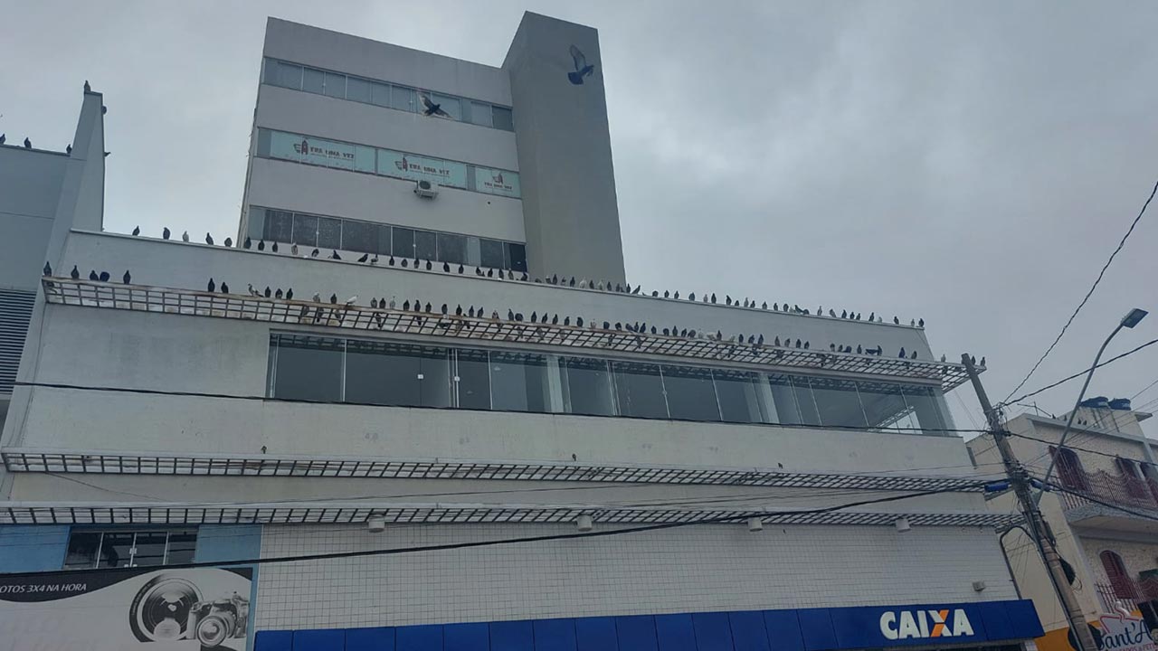 Após trabalho de manejo, pombos procuram abrigo no prédio da Caixa de João Pinheiro