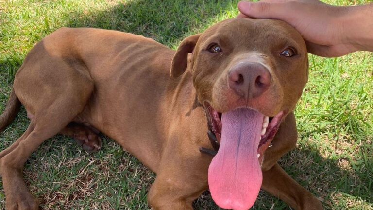Corpo de Bombeiros resgata pitbull no Itaipu e procura pelo dono em João Pinheiro