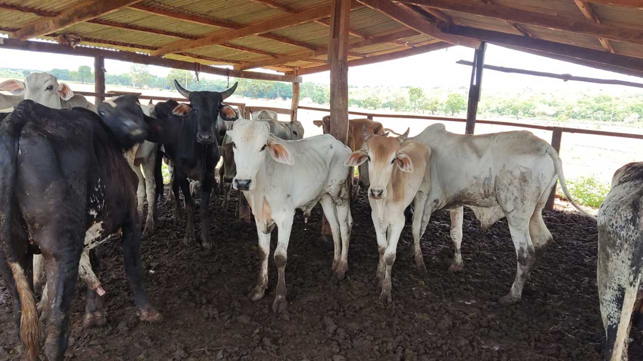 Polícia de Paracatu recupera 16 cabeças de gado furtadas e encontra quase meio milhão de reais em cheques