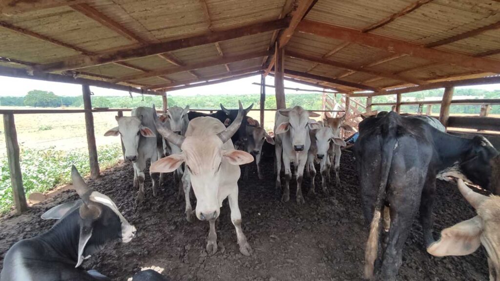 Polícia de Paracatu recupera 16 cabeças de gado furtadas e encontra quase meio milhão de reais em cheques