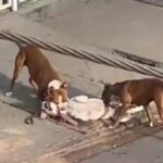Morador registra ataque violento de pitbulls a cadelinha vira-lata no Centro de João pinheiro; veja o vídeo