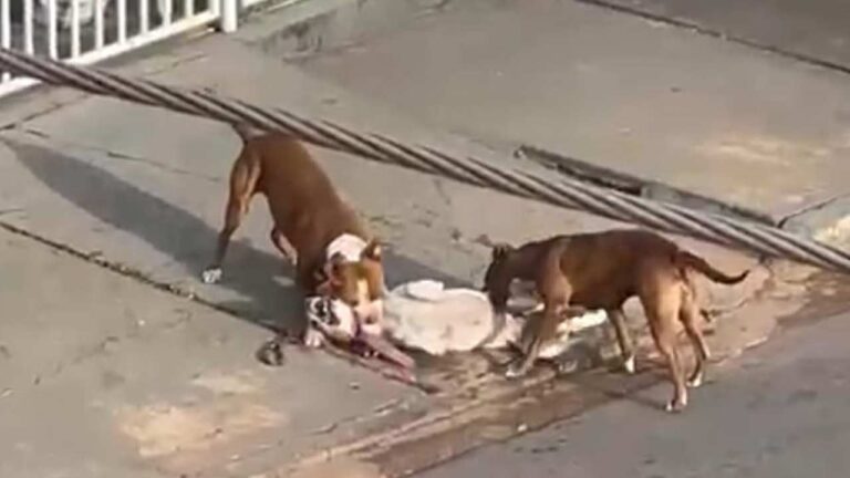Morador registra ataque violento de pitbulls a cadelinha vira-lata no Centro de João pinheiro; veja o vídeo