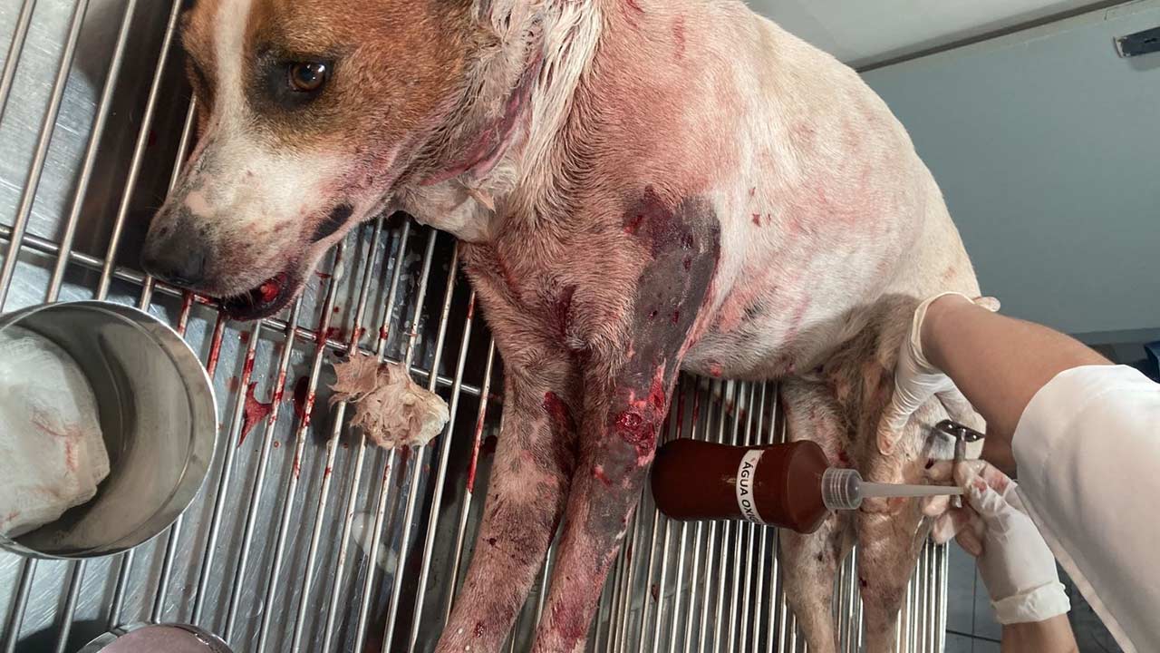 Família pede ajuda para pagar por cirurgia de cachorrinha atacada por pitbulls em João Pinheiro