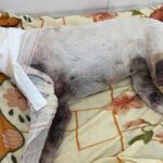 Vira-lata que foi atacada por pitbulls não resiste aos ferimentos e morre em Patos de Minas