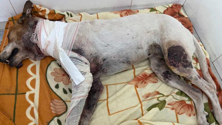 Vira-lata que foi atacada por pitbulls não resiste aos ferimentos e morre em Patos de Minas