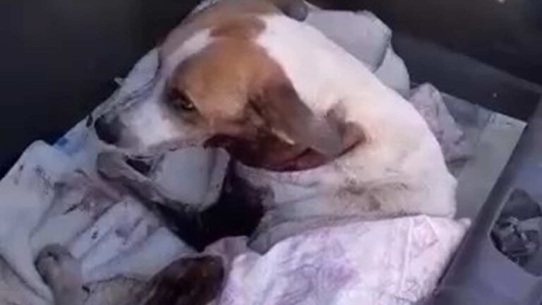 Graças a mobilização popular, família consegue dinheiro suficiente para pagar cirurgia de vira-lata atacada por pitbulls