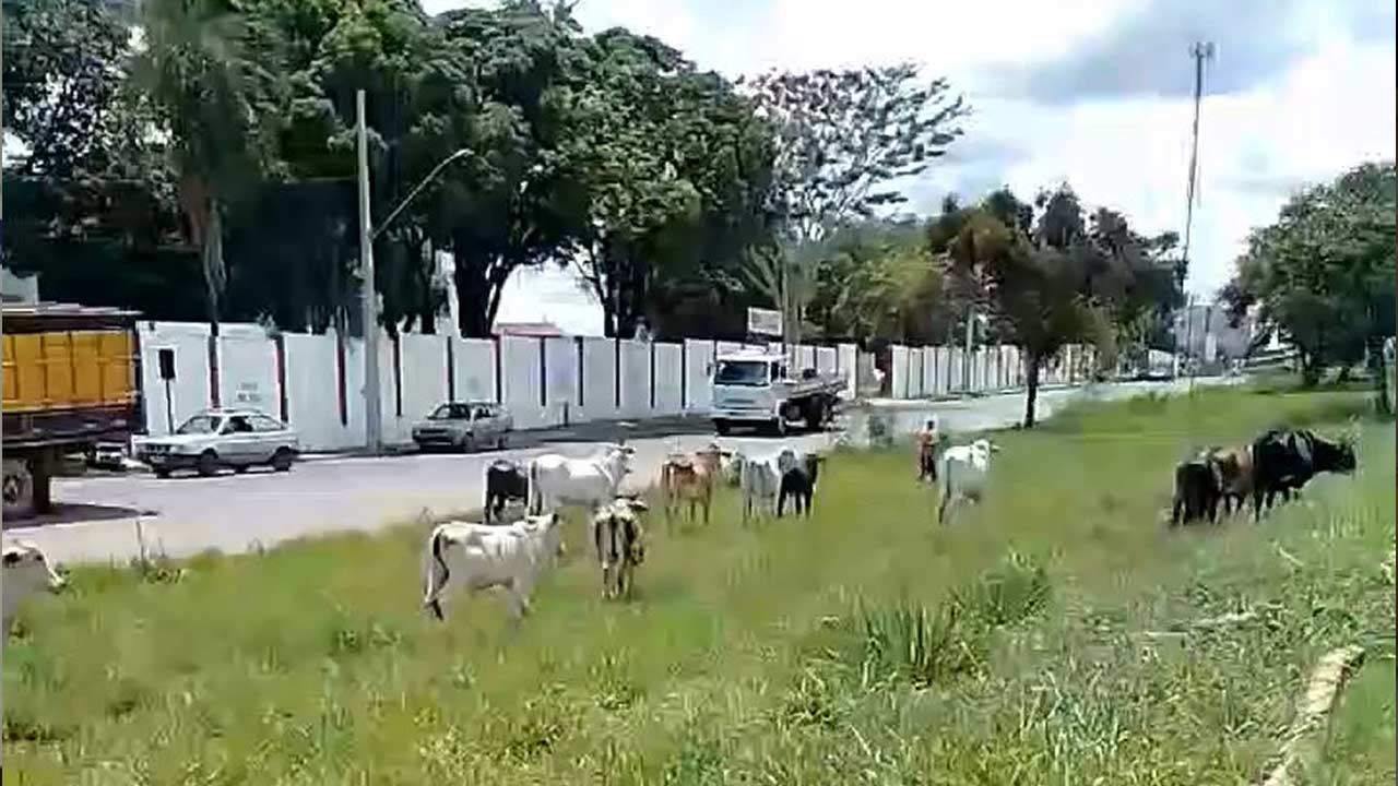 Grande quantidade de gado é flagrada caminhando livremente pelo canteiro da BR-040, em João Pinheiro