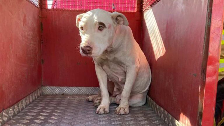 Pitbull solto pelas ruas de João Pinheiro é resgatado pelo Corpo de Bombeiros e levado para clínica veterinária