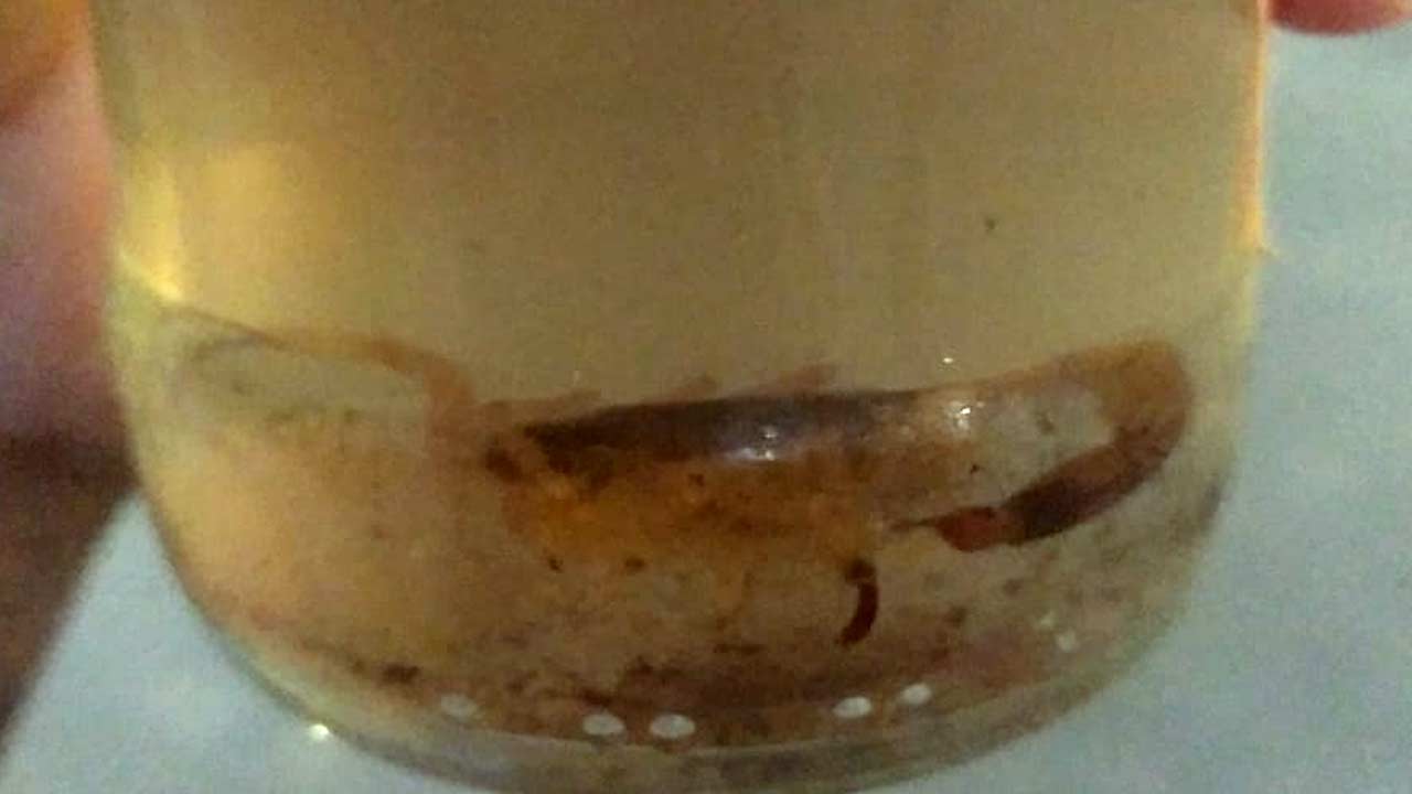 Moradora que já encontrou mais de dez escorpiões em casa pede providências da Prefeitura de João Pinheiro