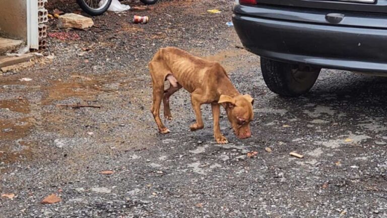 Pinheirense ameaça Corpo de Bombeiros após acionamento para resgate de pitbull solto na rua em João Pinheiro