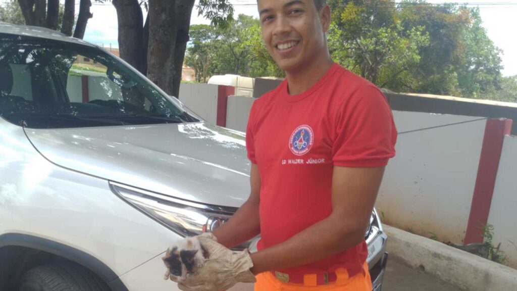 Gato fica preso em motor de caminhonete e é resgatado por bombeiros em João Pinheiro