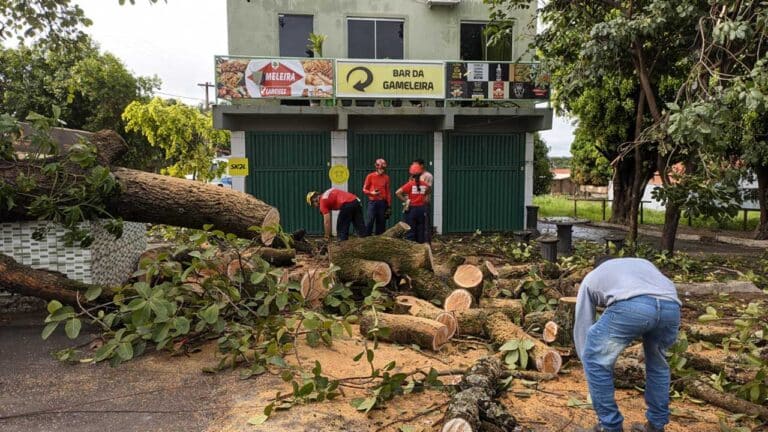 Chuva derruba famosa gameleira no Bairro Papagaio, em João Pinheiro