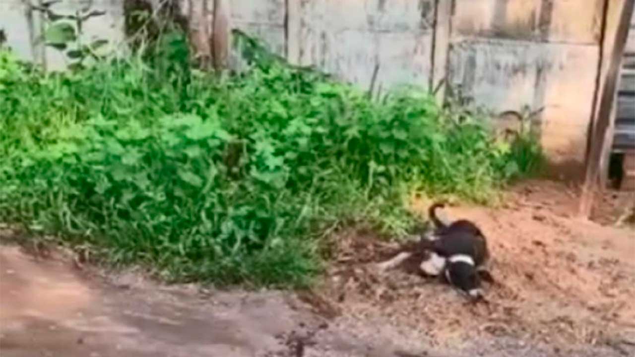 Idoso é preso após dar paulada em cachorro na frente de policial, em Pirapora