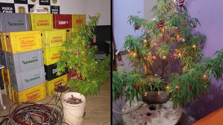 PM apreende pé de maconha decorado com enfeites natalinos em residência de suspeito de saquear carga em Paracatu