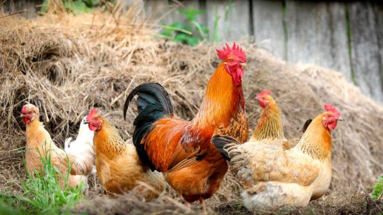 Ladrão furta 30 galinhas de residência no Novo Floresta, em João Pinheiro