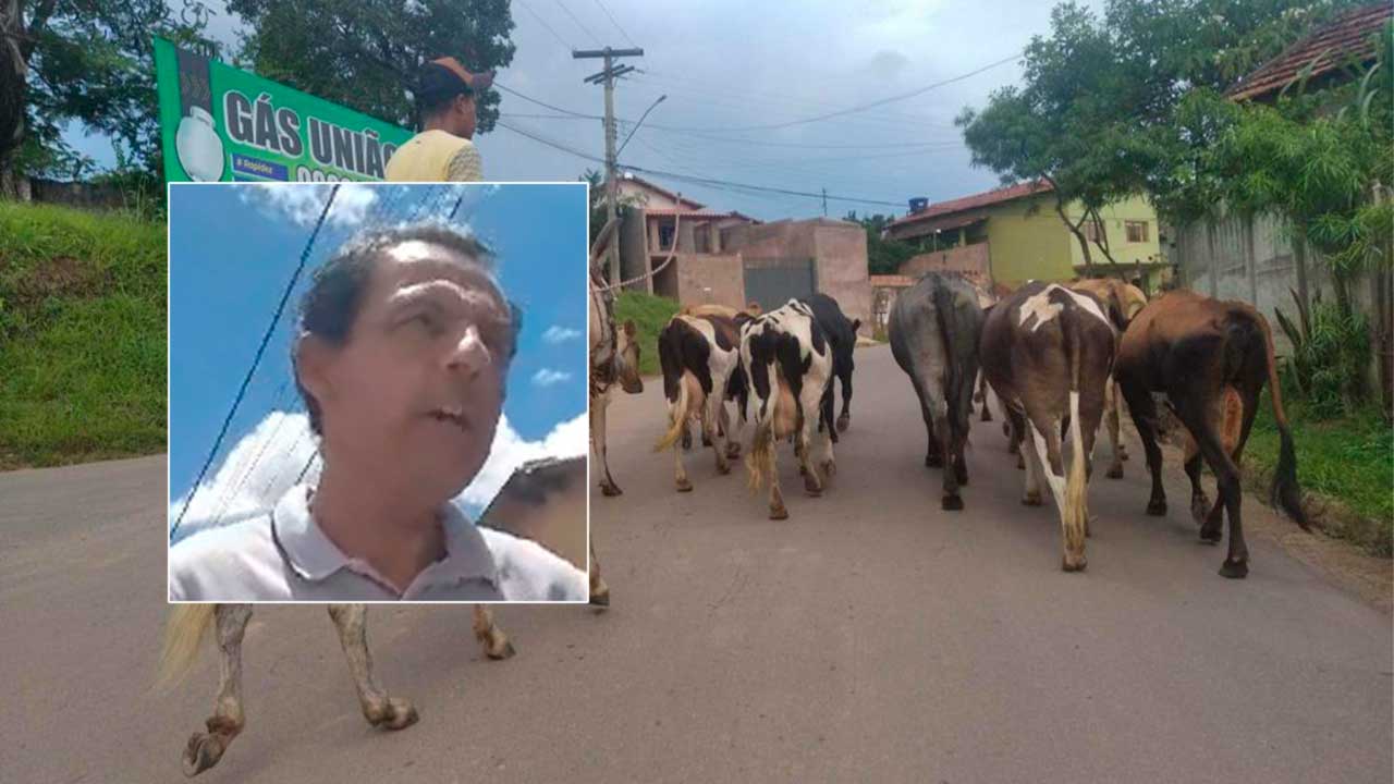 Secretário contesta fazendeiro que cria animais soltos na rua e apreende gado após 2ª notificação em João Pinheiro