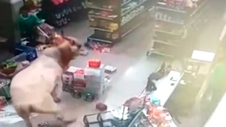 Boi solto nas ruas invade mercearia e persegue policiais militares no interior de Minas Gerais